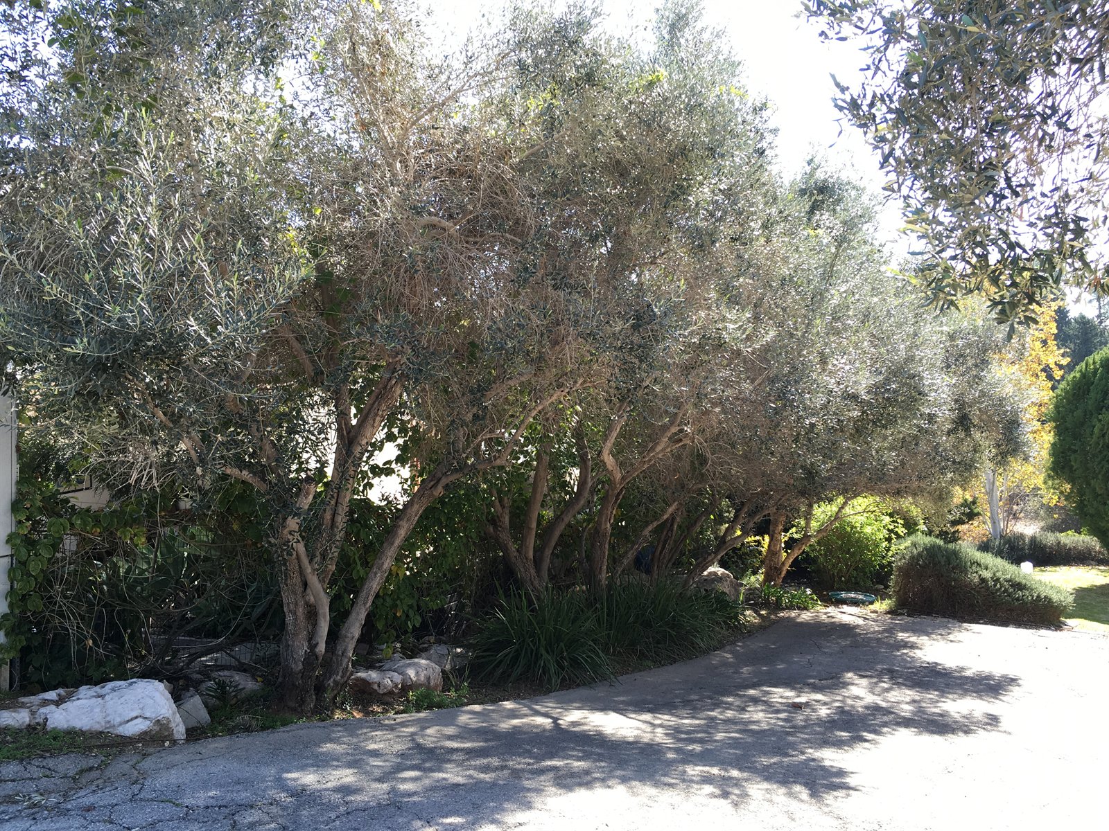 בית שוסיוב — כרמי יוסף