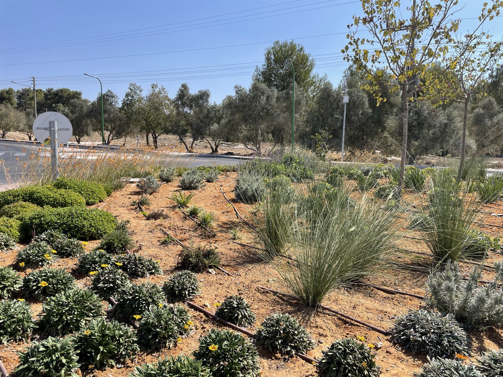 כיכר — כרמי יוסף