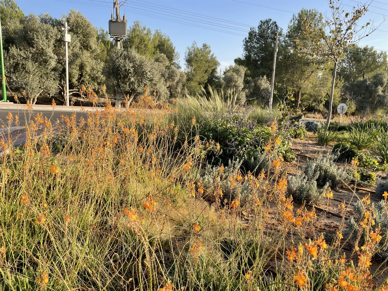 כיכר — כרמי יוסף