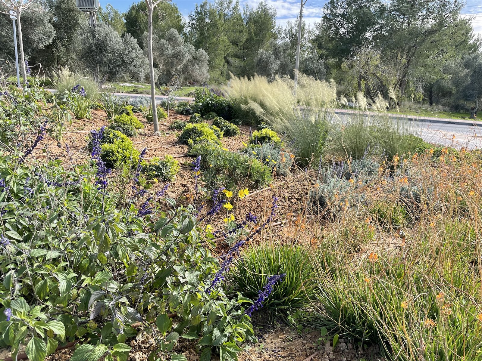 כיכר — כרמי יוסף