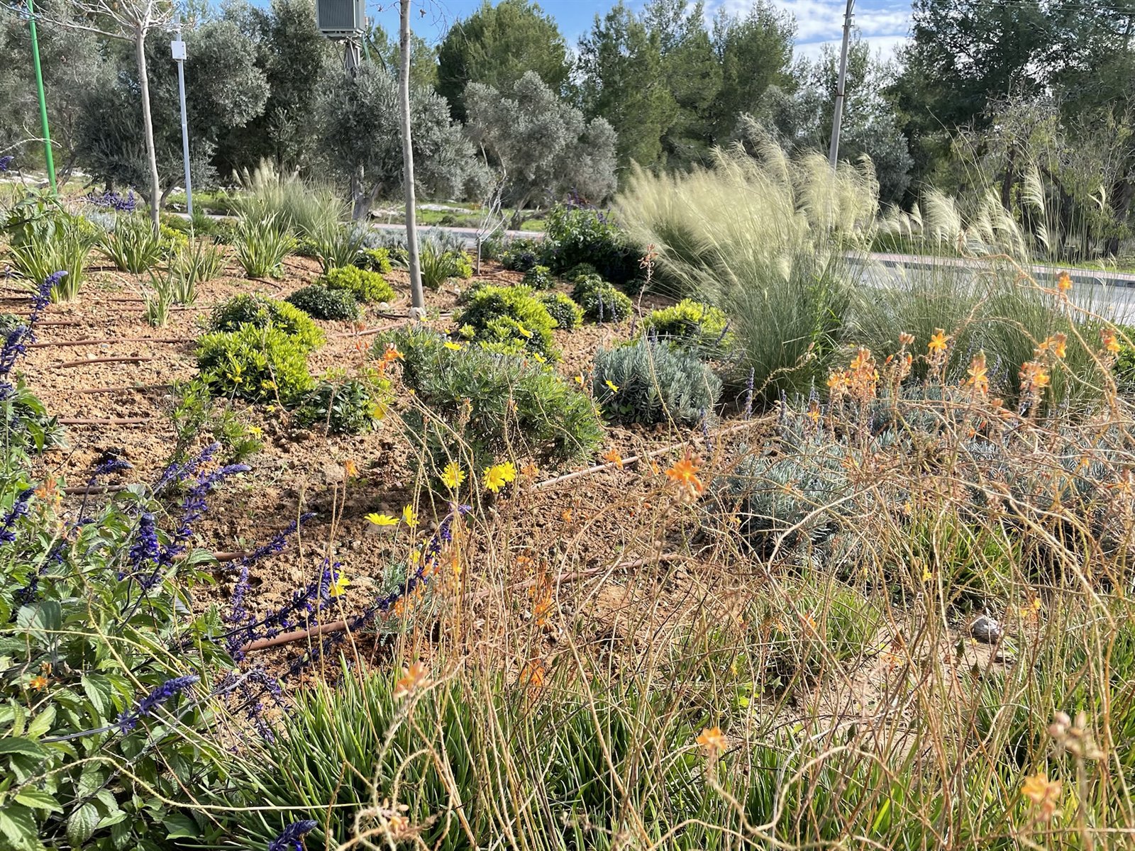 כיכר — כרמי יוסף