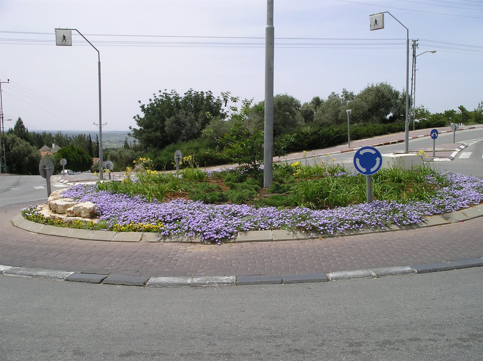 הכיכר הקטנה — שנה ראשונה לשתילה, כרמי יוסף