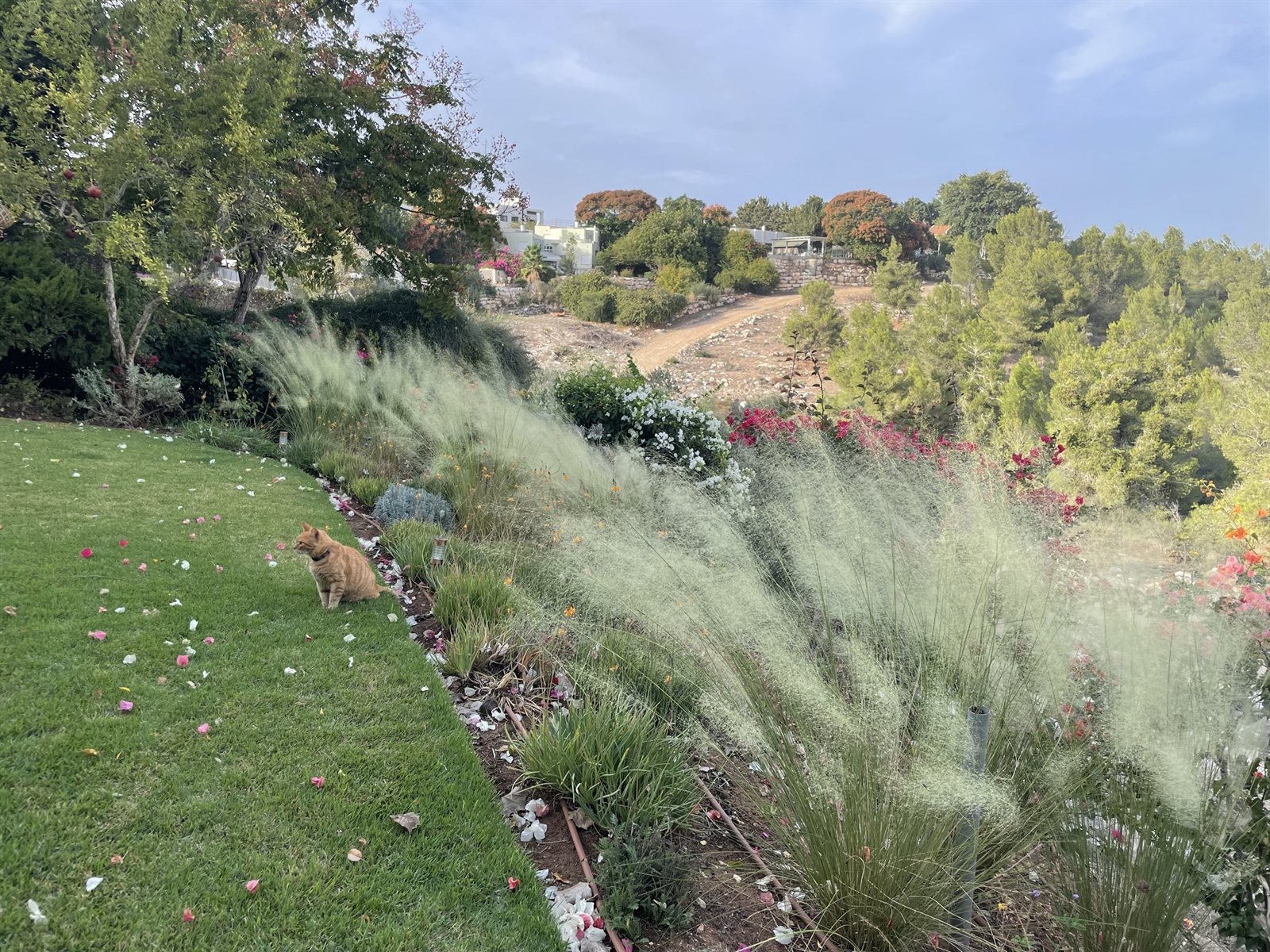 מולנברגיה נימית — בית צוק