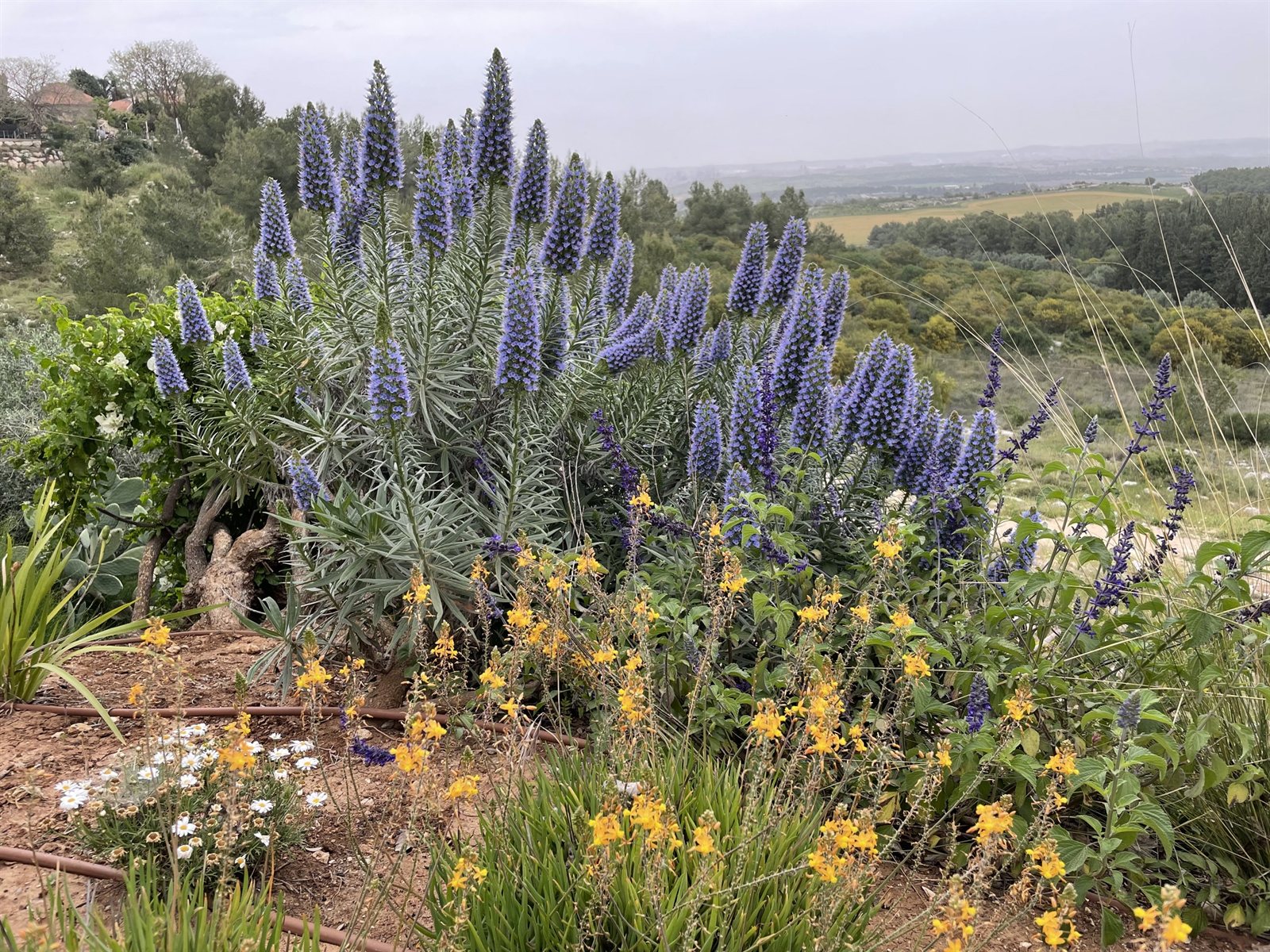 עכנאי הדור — בית צוק