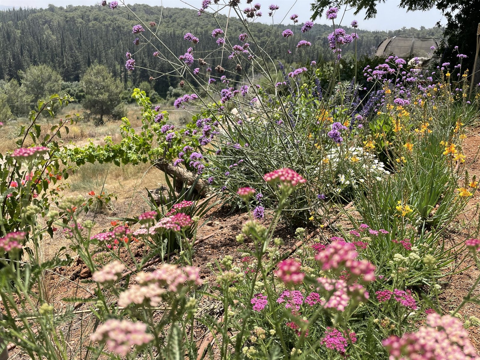 שתילה חדשה — בית צוק